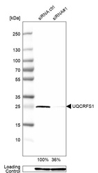 Western blot analysis in A-549 cells transfected with control siRNA, target specific siRNA probe #1, using Anti-UQCRFS1 antibody. Remaining relative intensity is presented. Loading control: Anti-GAPDH.