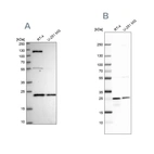 Western blot analysis using Anti-UQCRFS1 antibody HPA050339 (A) shows similar pattern to independent antibody HPA041863 (B).