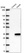 Anti-NANP Antibody
