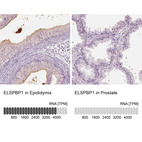 Anti-ELSPBP1 Antibody
