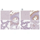 Immunohistochemical staining of human cerebral cortex, epididymis, prostate and testis using Anti-ELSPBP1 antibody HPA050341 (A) shows similar protein distribution across tissues to independent antibody HPA044256 (B).