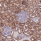 Anti-MRPS11 Antibody