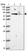 Anti-HOOK2 Antibody