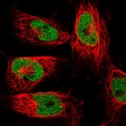 Immunofluorescent staining of human cell line U-251 MG shows localization to nucleoplasm.