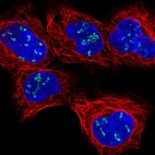 Immunofluorescent staining of human cell line HEK 293 shows localization to nucleoli fibrillar center.