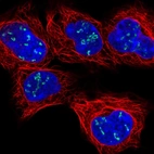 Immunofluorescent staining of human cell line HEK 293 shows localization to nucleoli fibrillar center.