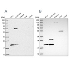 Western blot analysis using Anti-NHP2 antibody HPA050400 (A) shows similar pattern to independent antibody HPA044171 (B).