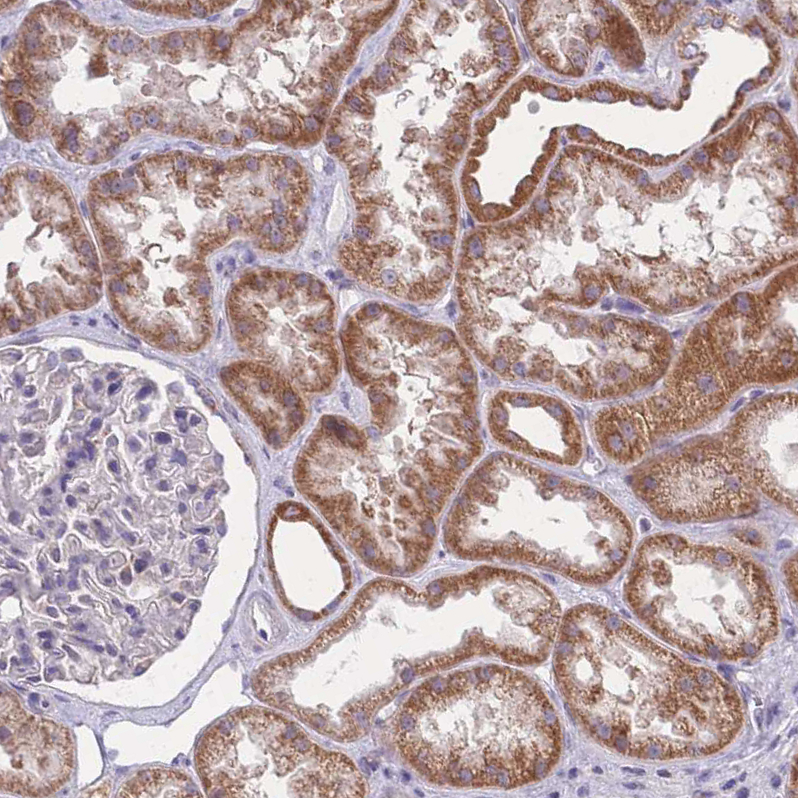 Anti-MRPS18C Antibody