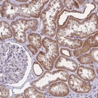 Anti-MRPS18C Antibody