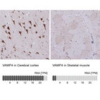 Anti-VAMP4 Antibody