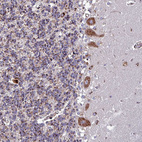 Anti-VAMP4 Antibody