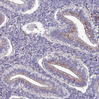 Anti-VAMP4 Antibody