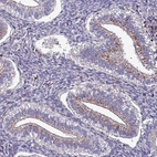 Immunohistochemical staining of human endometrium shows moderate granular cytoplasmic positivity in glandular cells.