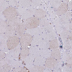 Anti-VAMP4 Antibody