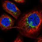 Immunofluorescent staining of human cell line A-431 shows localization to the Golgi apparatus.