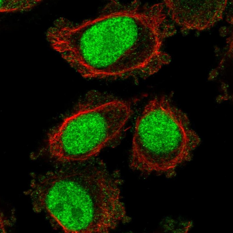 Anti-LONRF3 Antibody