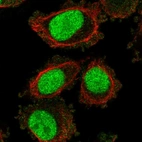 Anti-LONRF3 Antibody