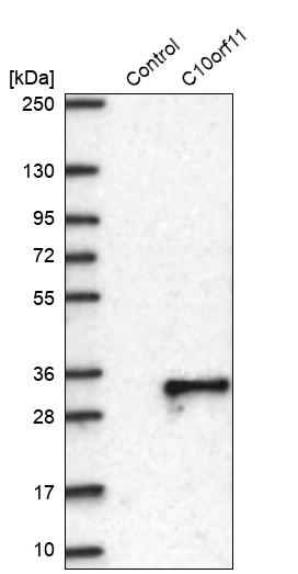 Anti-C10orf11 Antibody
