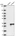 Anti-C10orf11 Antibody