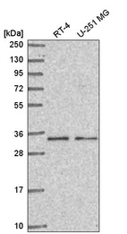 Anti-CCDC107 Antibody