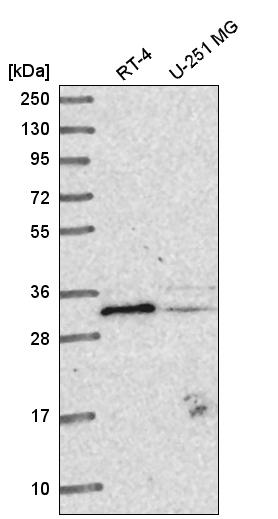 Anti-METTL1 Antibody
