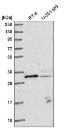 Anti-METTL1 Antibody
