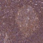 Anti-TRIM26 Antibody