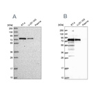 Anti-GNL1 Antibody