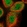 Anti-TRIM26 Antibody