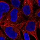 Immunofluorescent staining of human cell line HEK 293 shows localization to vesicles.