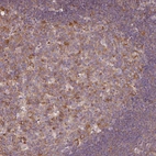 Immunohistochemical staining of human lymphoid tissues shows moderate cytoplasmic positivity in germinal center cells.