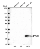 Western blot analysis in U2OS cells transfected with control siRNA, target specific siRNA probe #1 and #2, using Anti-RPL28 antibody. Remaining relative intensity is presented.