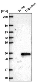 Western blot analysis in control (vector only transfected HEK293T lysate) and TMEM38A over-expression lysate (Co-expressed with a C-terminal myc-DDK tag (~3.1 kDa) in mammalian HEK293T cells, LY411389).