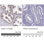 Anti-FOXA1 Antibody