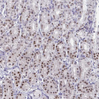 Immunohistochemical staining of human stomach shows moderate nuclear positivity in glandular cells.
