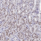 Immunohistochemical staining of human stomach shows moderate nuclear positivity in glandular cells.