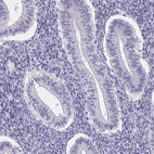 Immunohistochemical staining of human endometrium shows no positivity in glandular cells as expected.