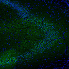 Immunofluorescence staining of mouse hippocampus shows strong positivity in the CA3 layer.