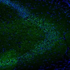 Immunofluorescence staining of mouse hippocampus shows strong positivity in the CA3 layer.