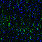 Immunofluorescence staining of mouse cerebral cortex shows strong positivity in a subset of neurons in the somatosensory cortex.