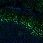 Immunofluorescence staining of mouse brain shows strong positivity in Purkinje cells in the cerebellum.