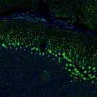 Immunofluorescence staining of mouse brain shows strong positivity in Purkinje cells in the cerebellum.