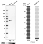 Western blot analysis in human cell line PC-3 and human cell line SK-MEL-30.