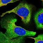 Immunofluorescent staining of human cell line U-2 OS shows localization to nucleoli & cytosol.