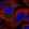Anti-IRAK2 Antibody