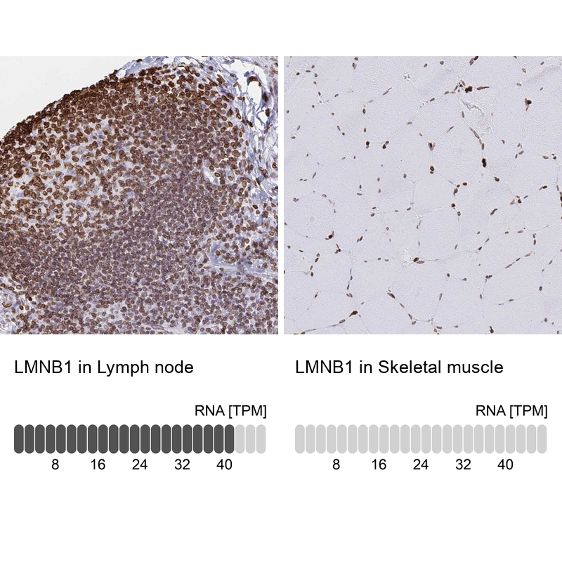 Anti-LMNB1 Antibody
