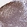 Anti-LMNB1 Antibody