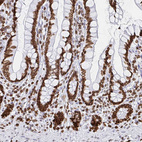 Anti-LMNB1 Antibody