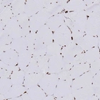 Immunohistochemical staining of human skeletal muscle shows moderate to strong positivity in nuclear membrane in myocytes.