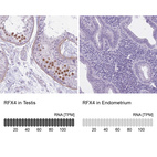 Anti-RFX4 Antibody